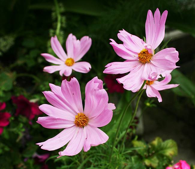 5 Easy Flowers to Start from Seed in Your Garden